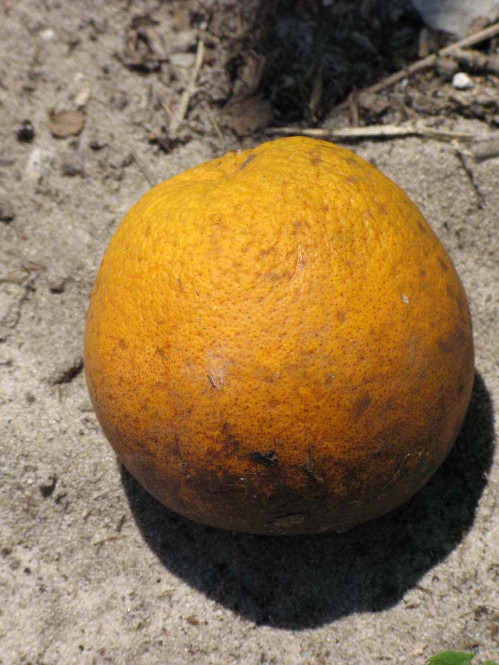            Fruit (Winter Haven, FL)   